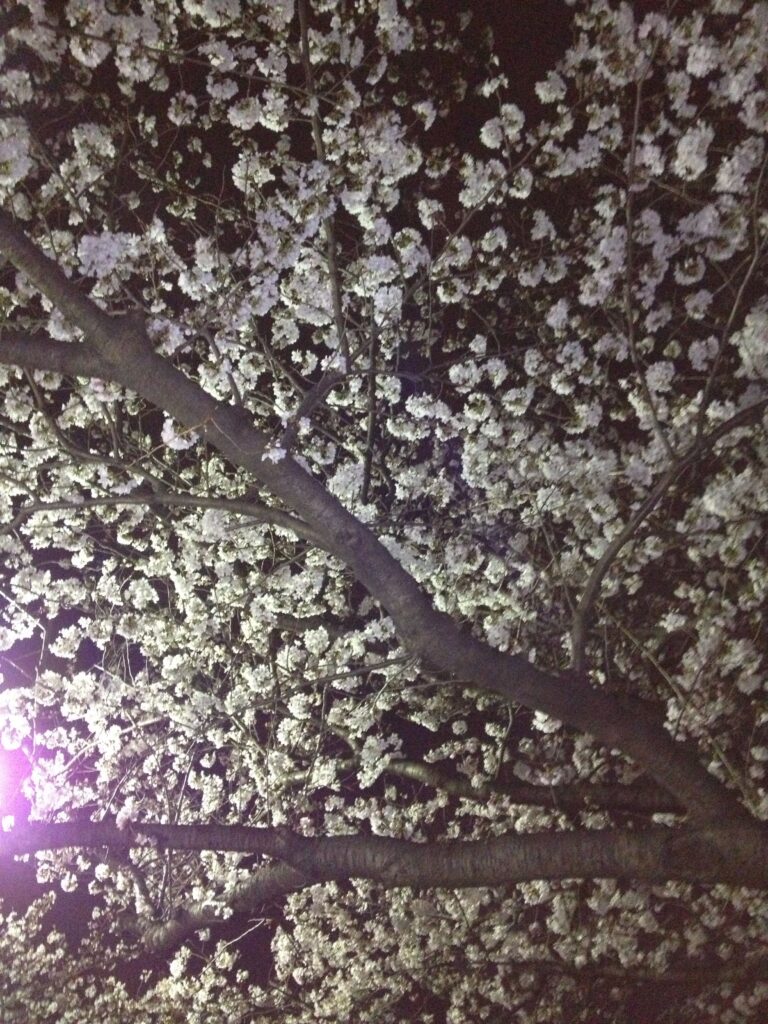 水元公園の夜桜（2013/3/23）